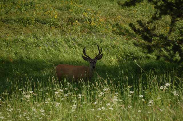 a buck along side the road